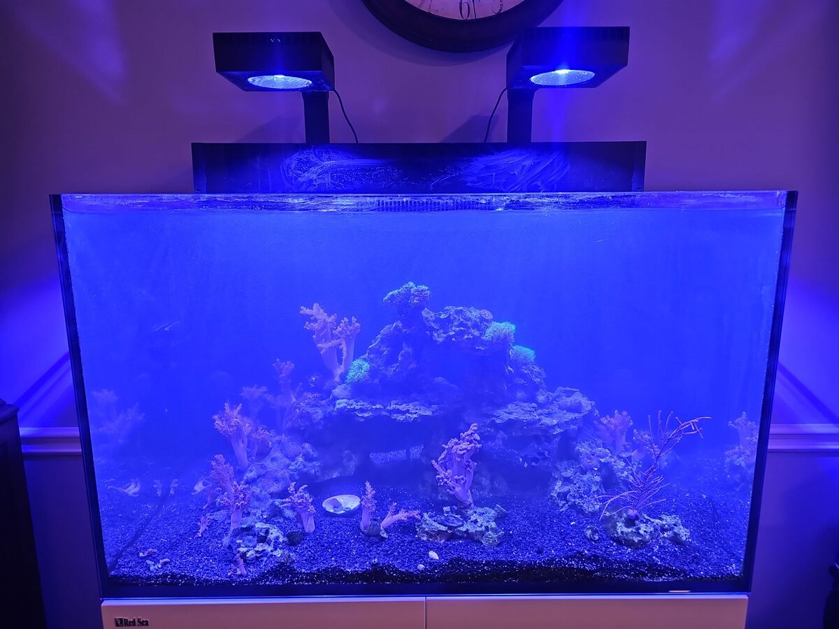 Saltwater aquarium