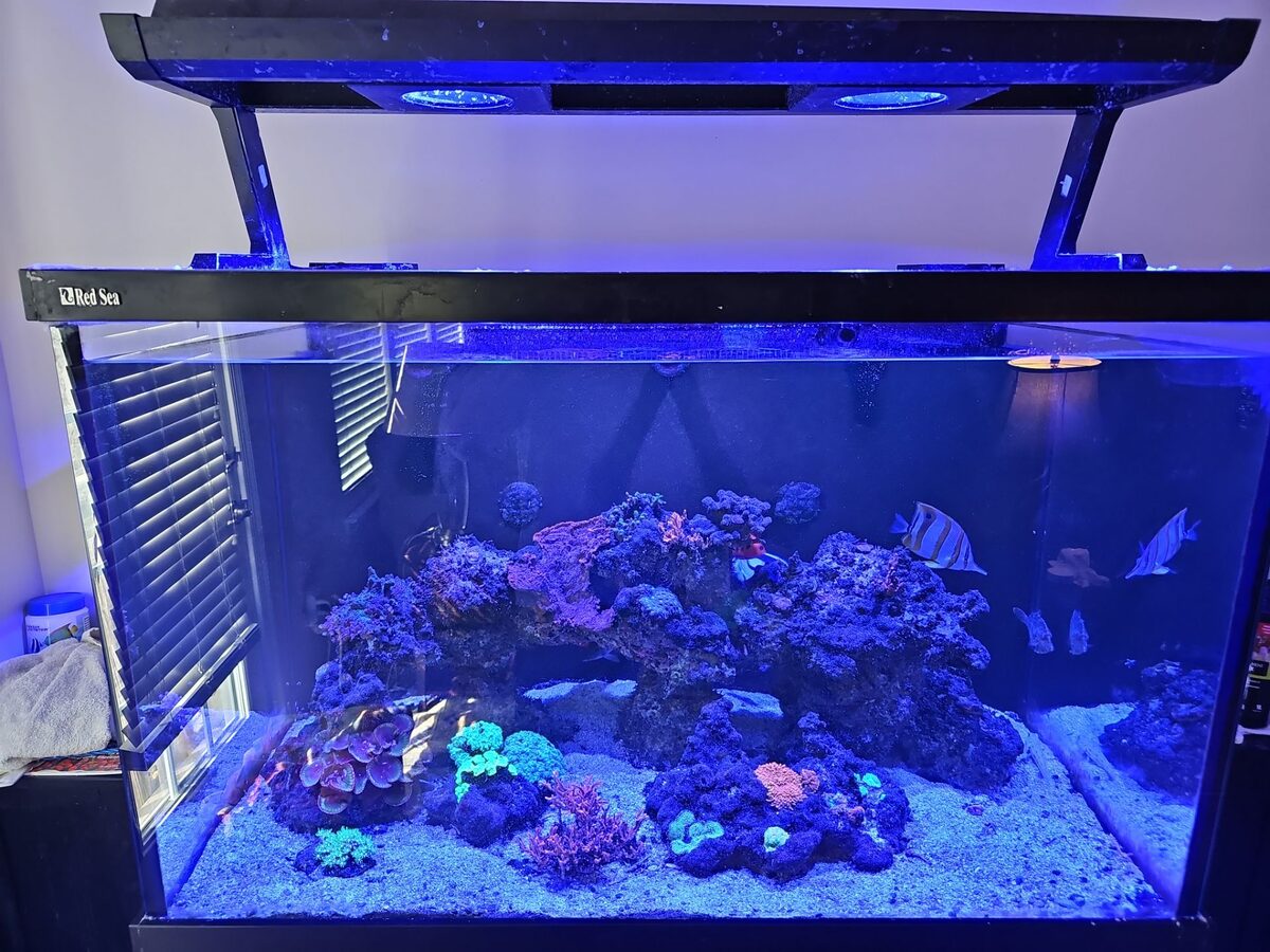 Reef aquarium installation