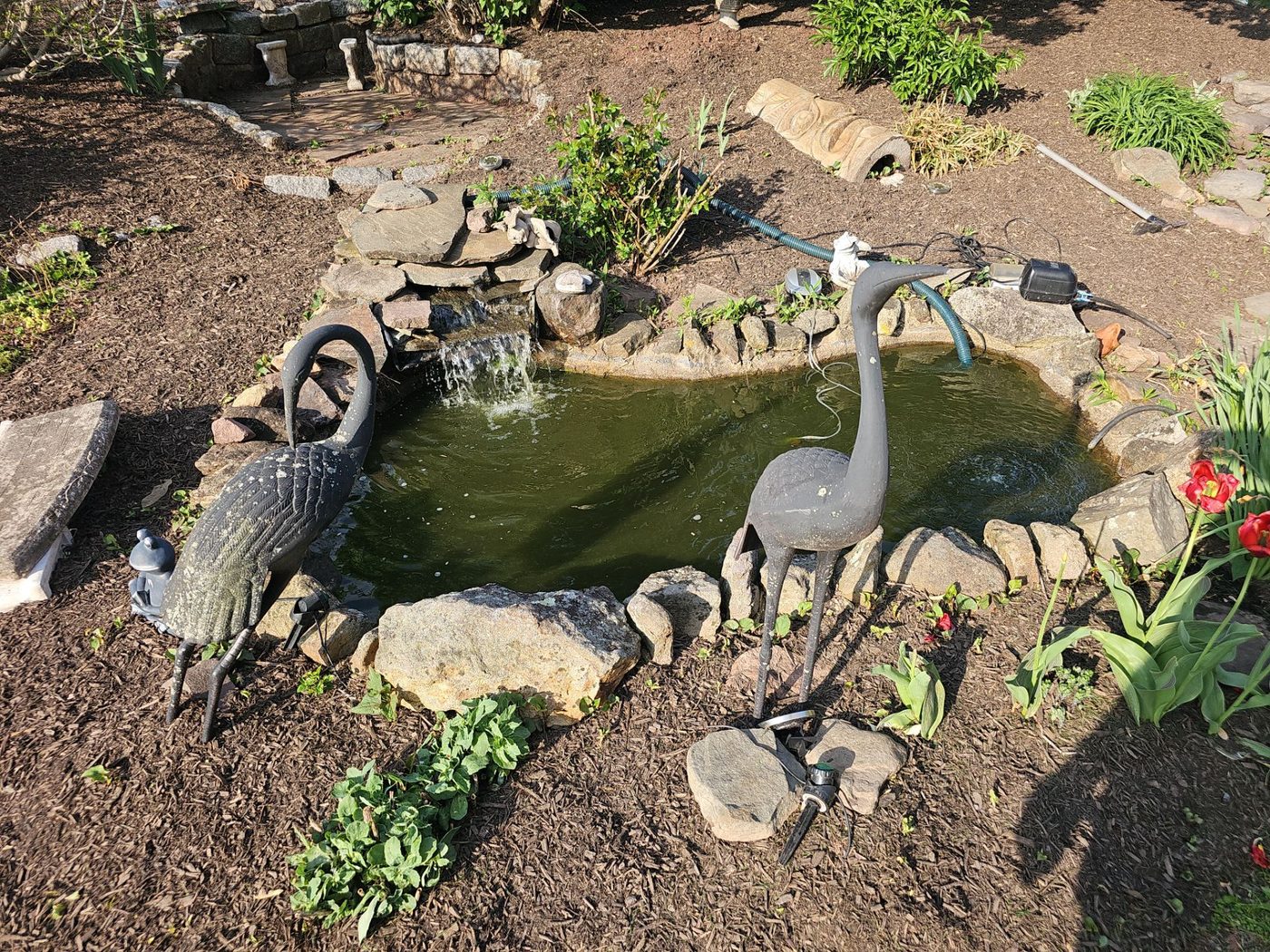 Custom backyard pond with waterfall