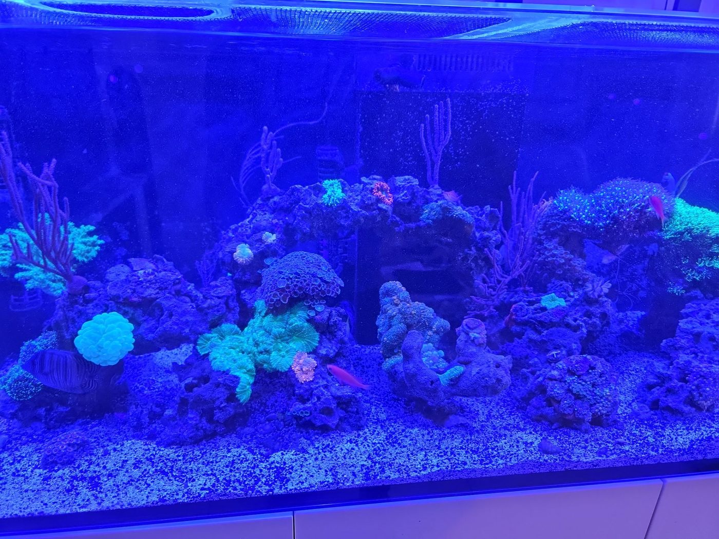 Vibrant coral reef display