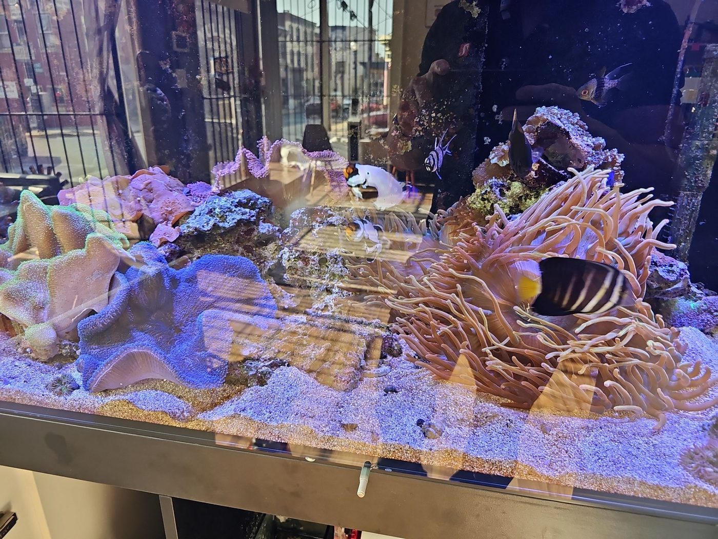 Commercial aquarium install