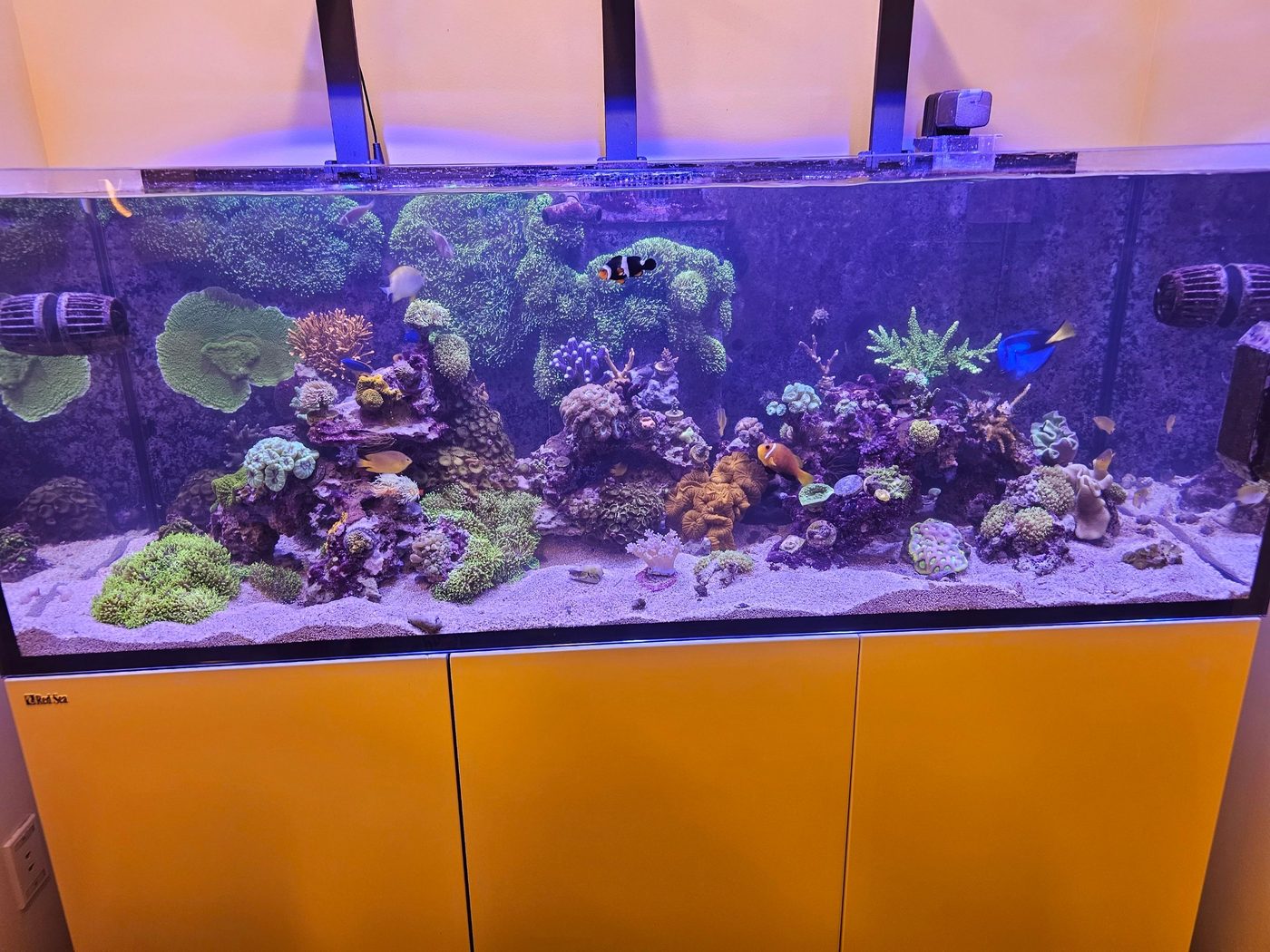 Red Sea reef aquarium install