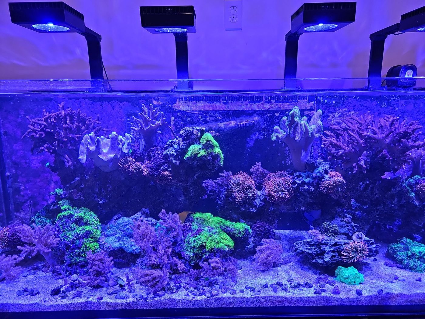 Professional overhead lighting installation above a reef aquarium
